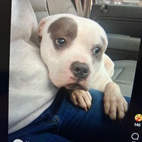 Enlarge Willie, a Adoptable mixed breed in Lonsdale, AR image 3/6