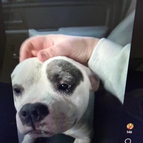 Enlarge Willie, a Adoptable mixed breed in Lonsdale, AR image 4/6