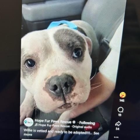 Enlarge Willie, a Adoptable mixed breed in Lonsdale, AR image 6/6