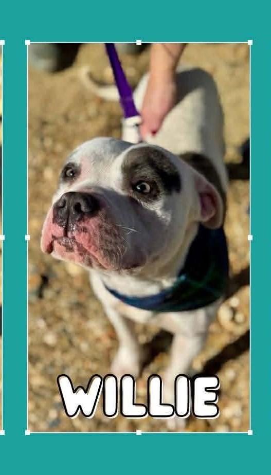 Enlarge Willie, a Adoptable mixed breed in Lonsdale, AR image 1/6