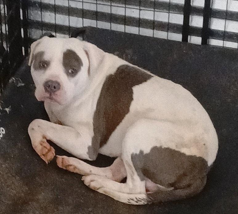 Enlarge Willie, a Adoptable mixed breed in Lonsdale, AR image 2/6