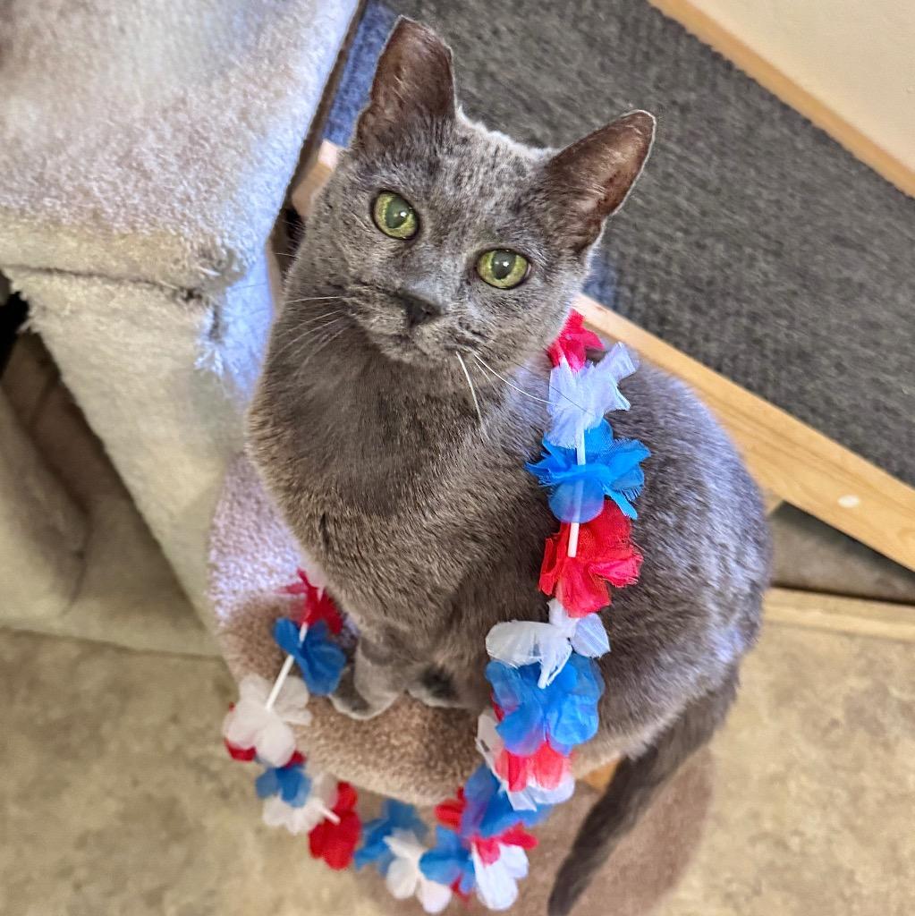 Gracie Gray, Adoptable, Senior Female Domestic Short Hair.