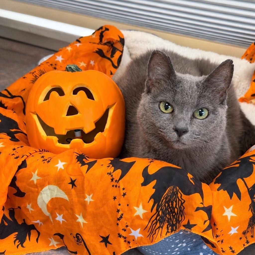 Enlarge Gracie Gray, a Adoptable mixed breed in Cambria, CA image 2/6
