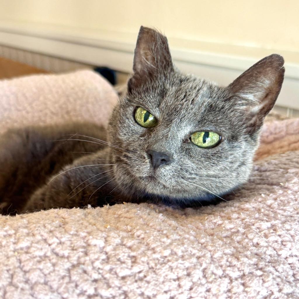 Gracie Gray, Adoptable, Senior Female Domestic Short Hair.