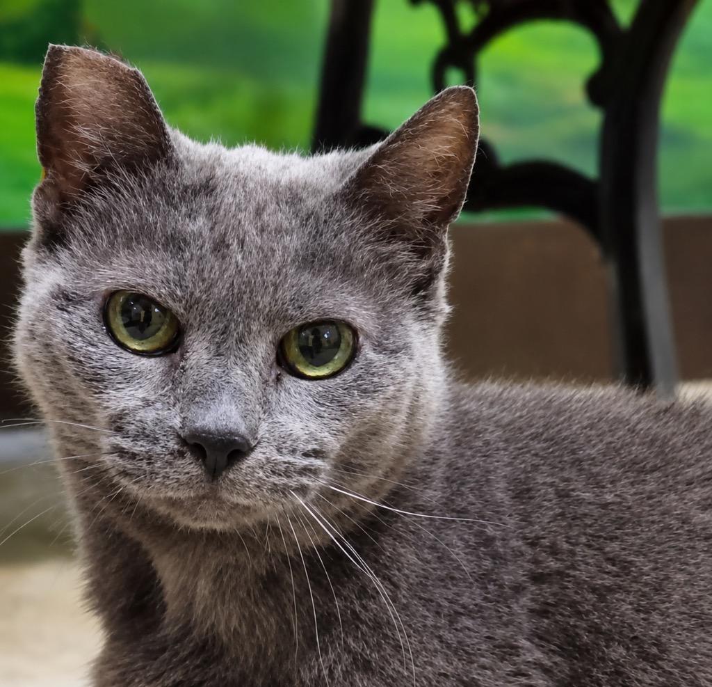 Gracie Gray, a Adoptable mixed breed in Cambria, CA image 1/3