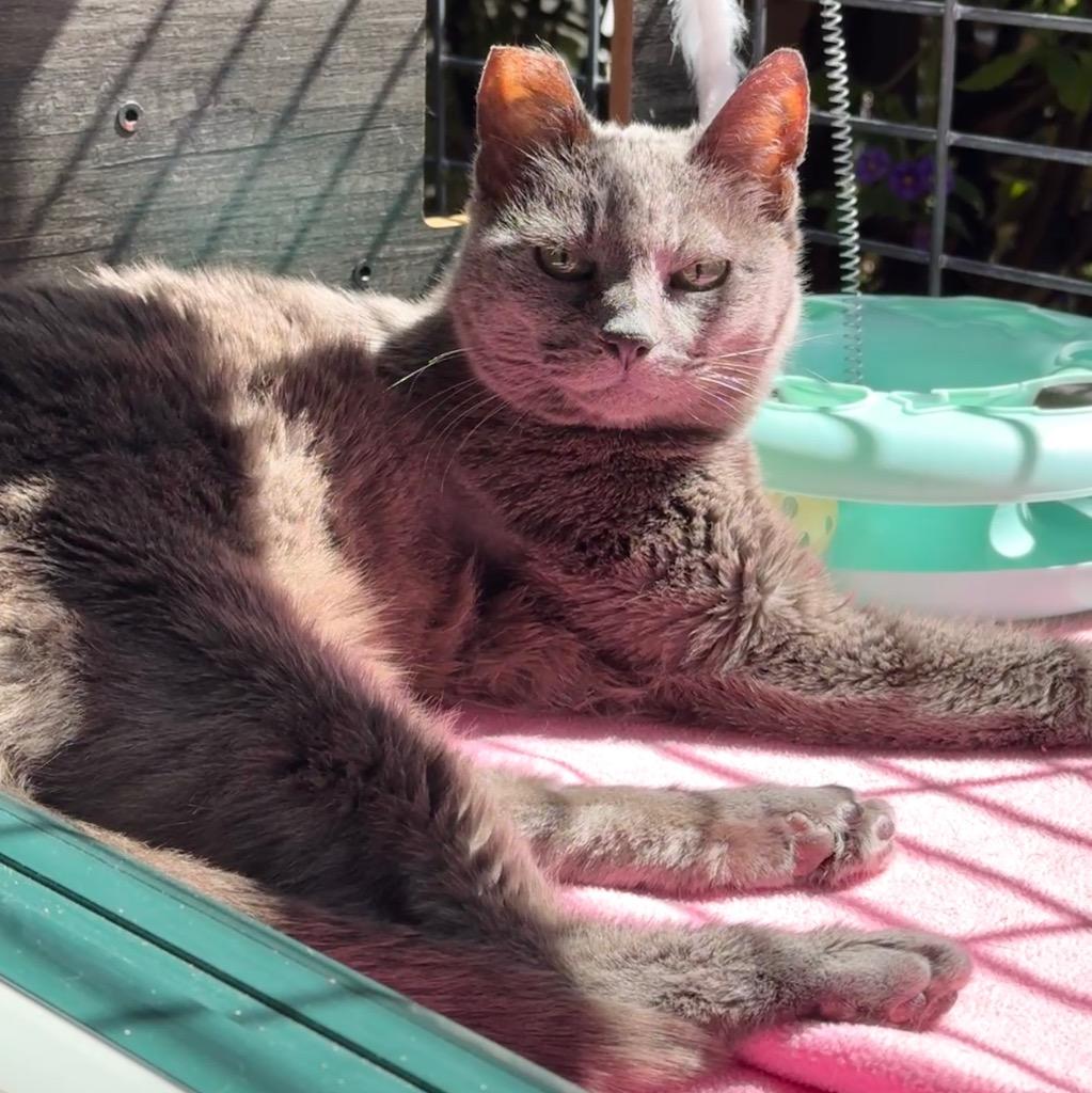 Enlarge Gracie Gray, a Adoptable mixed breed in Cambria, CA image 3/6