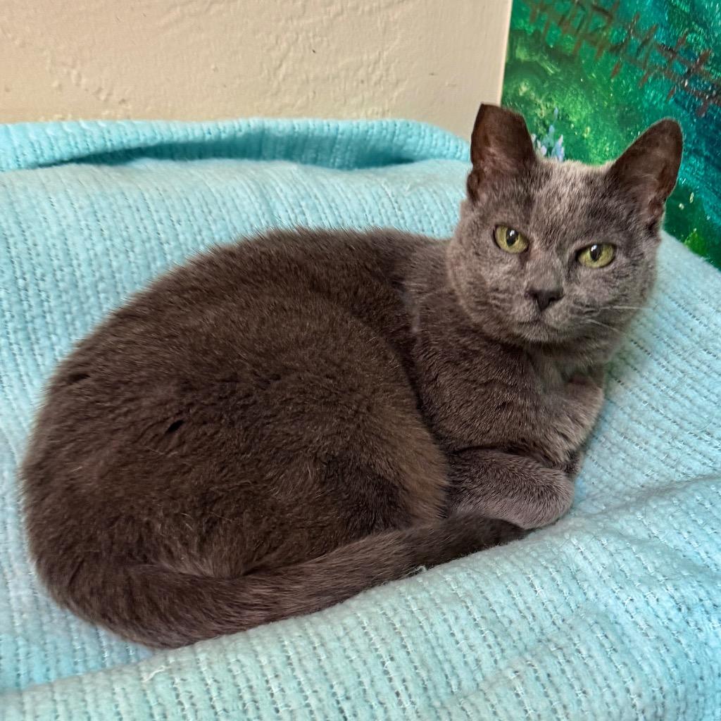 Gracie Gray, a Adoptable mixed breed in Cambria, CA image 2/3