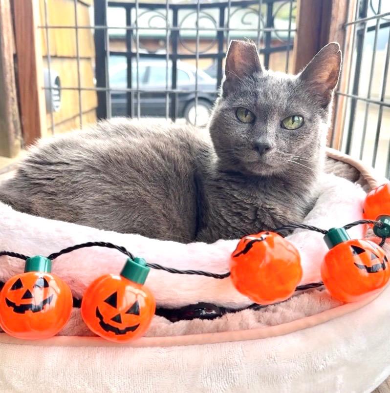 Enlarge Gracie Gray, a Adoptable mixed breed in Cambria, CA image 4/6