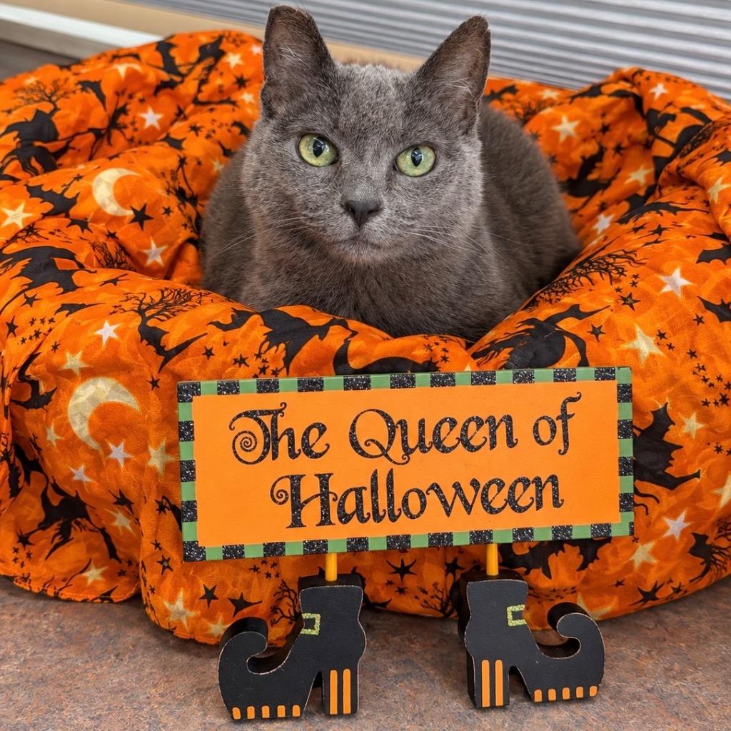 Gracie Gray, Adoptable, Senior Female Domestic Short Hair.