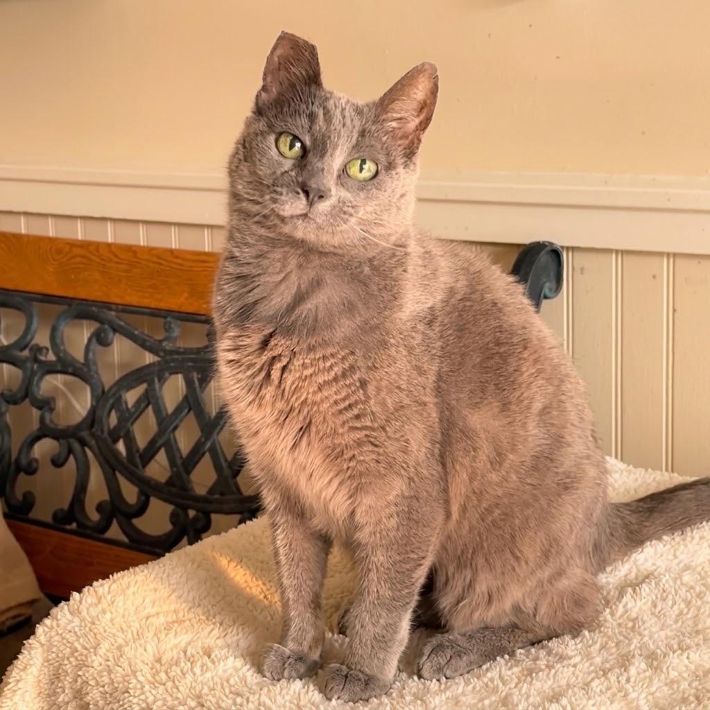 Enlarge Gracie Gray, a Adoptable mixed breed in Cambria, CA image 5/6