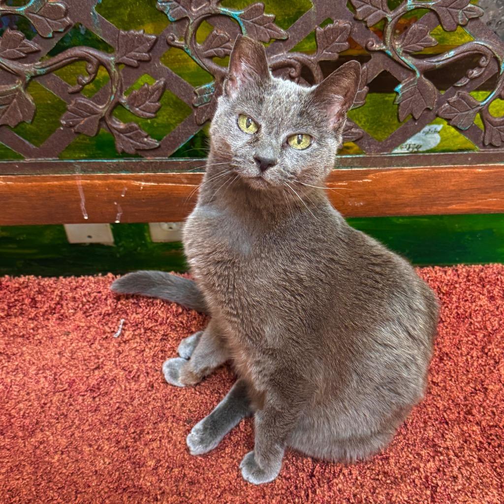 Gracie Gray, a Adoptable mixed breed in Cambria, CA image 3/4
