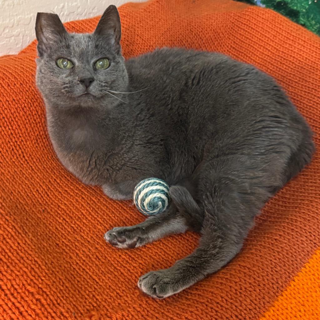Enlarge Gracie Gray, a Adoptable mixed breed in Cambria, CA image 6/6
