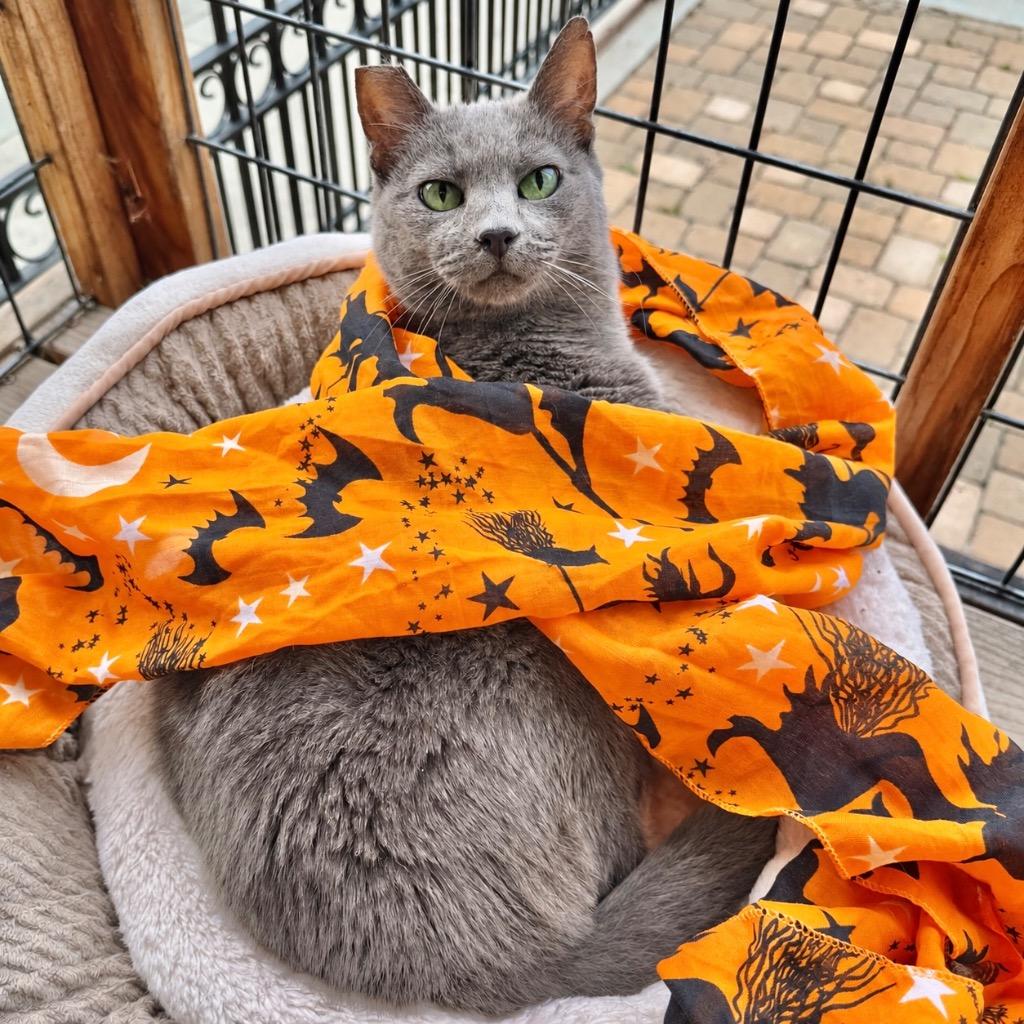 Enlarge Gracie Gray, a Adoptable mixed breed in Cambria, CA image 6/6