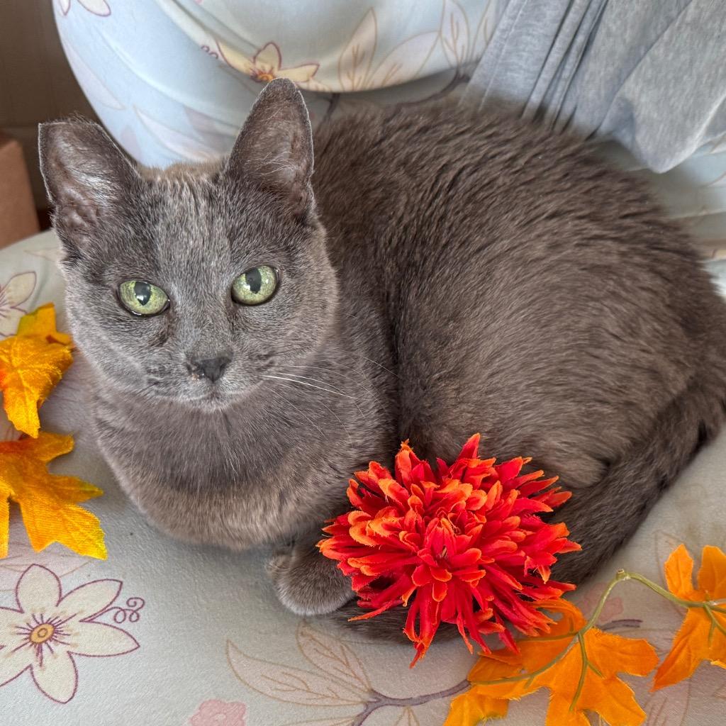 Enlarge Gracie Gray, a Adoptable mixed breed in Cambria, CA image 3/6
