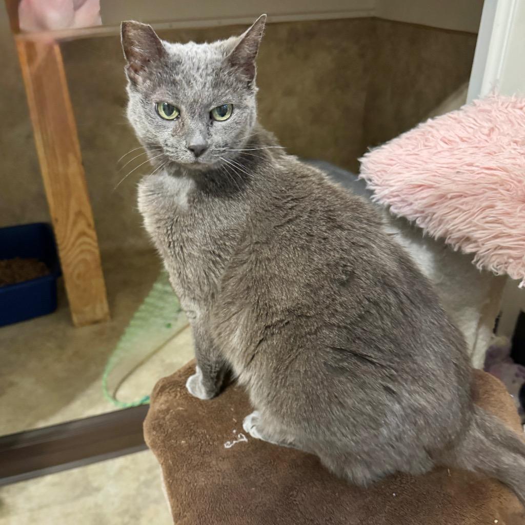 Gracie Gray, a Adoptable mixed breed in Cambria, CA image 3/3