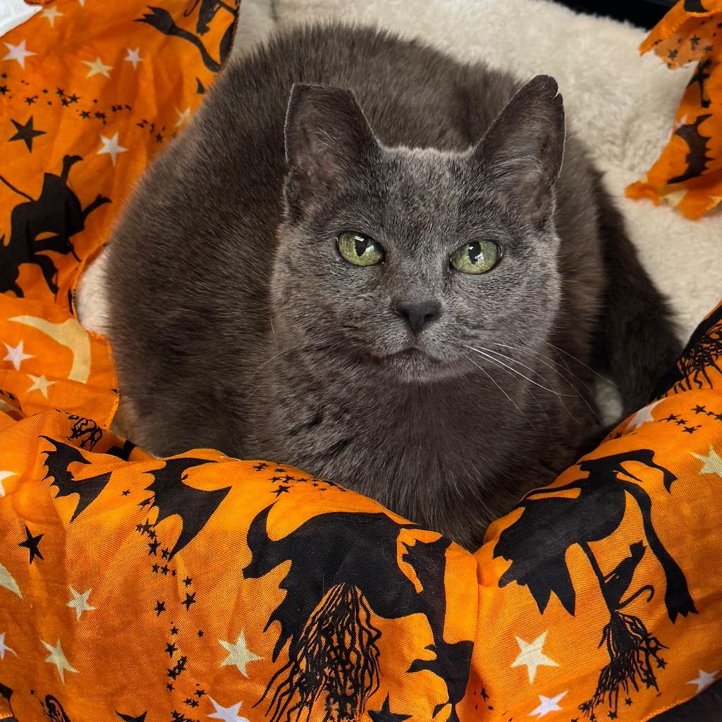 Enlarge Gracie Gray, a Adoptable mixed breed in Cambria, CA image 5/6