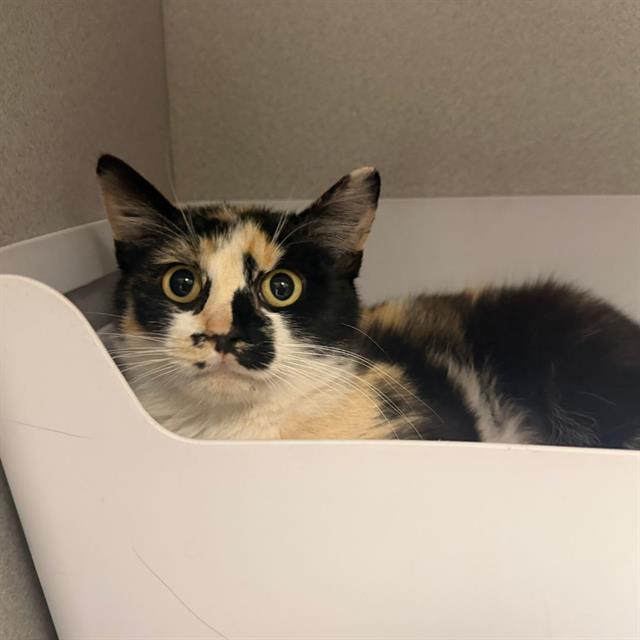 Enlarge ZARA, a Adoptable Domestic Short Hair in Aurora, CO image 1/1