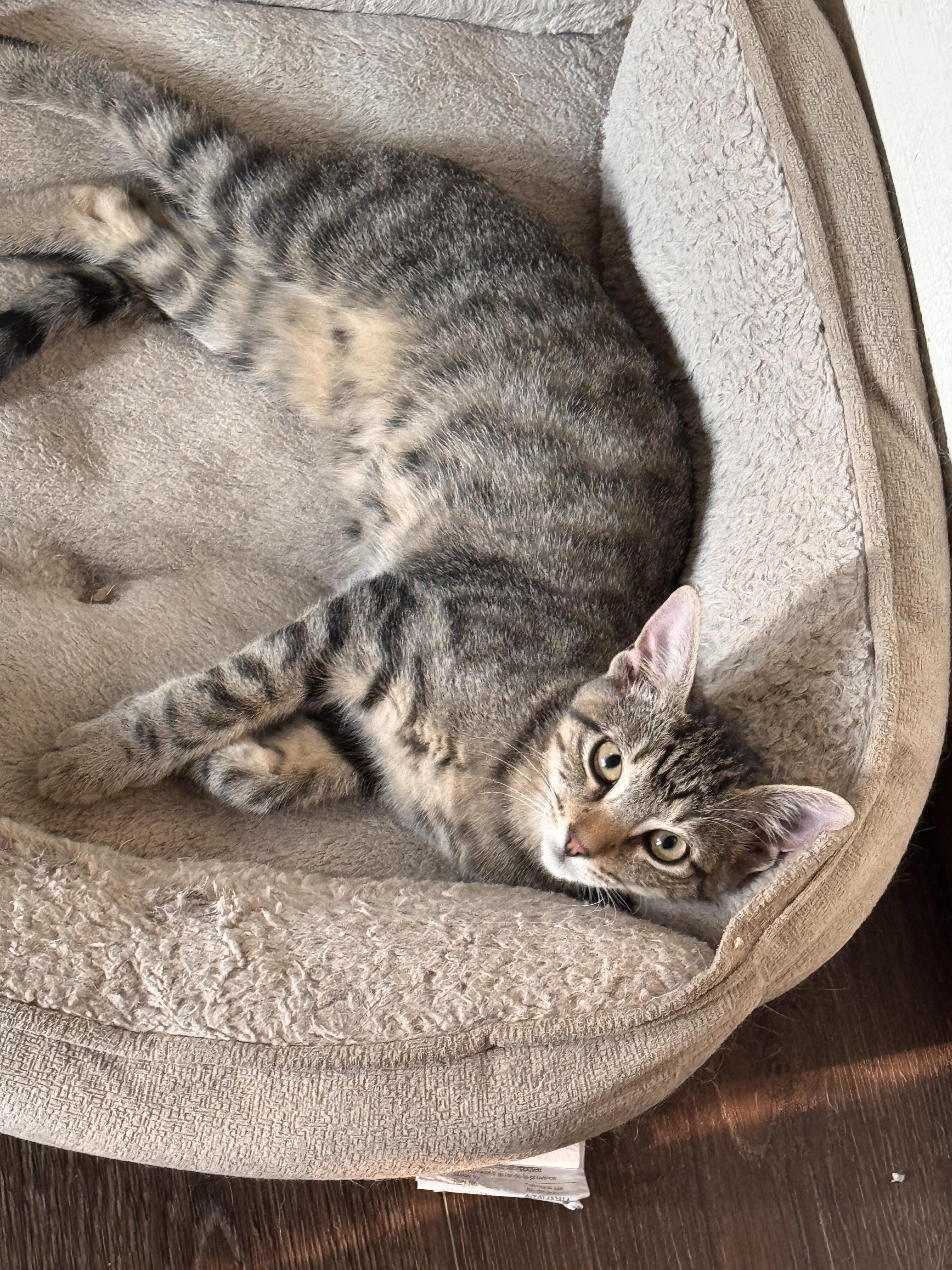 TRIGS, Adopted, Kitten Male American Shorthair.