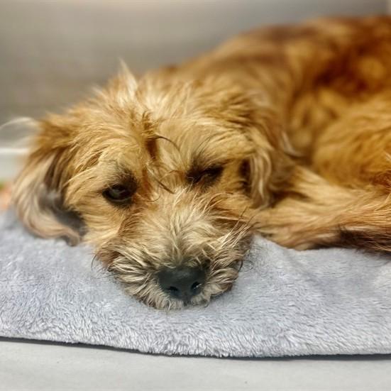 Enlarge Kia- #50890, a ADOPTABLE mixed breed in Columbia, MD image 3/3