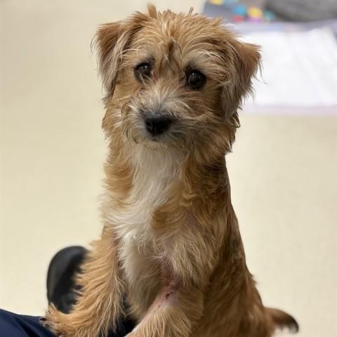 Enlarge Kia- #50890, a ADOPTABLE mixed breed in Columbia, MD image 2/3