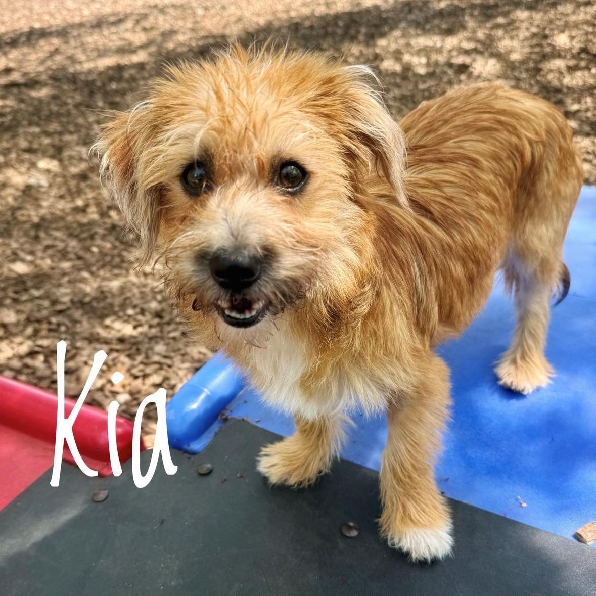 Kia- #50890, ADOPTABLE, Puppy Female Terrier.