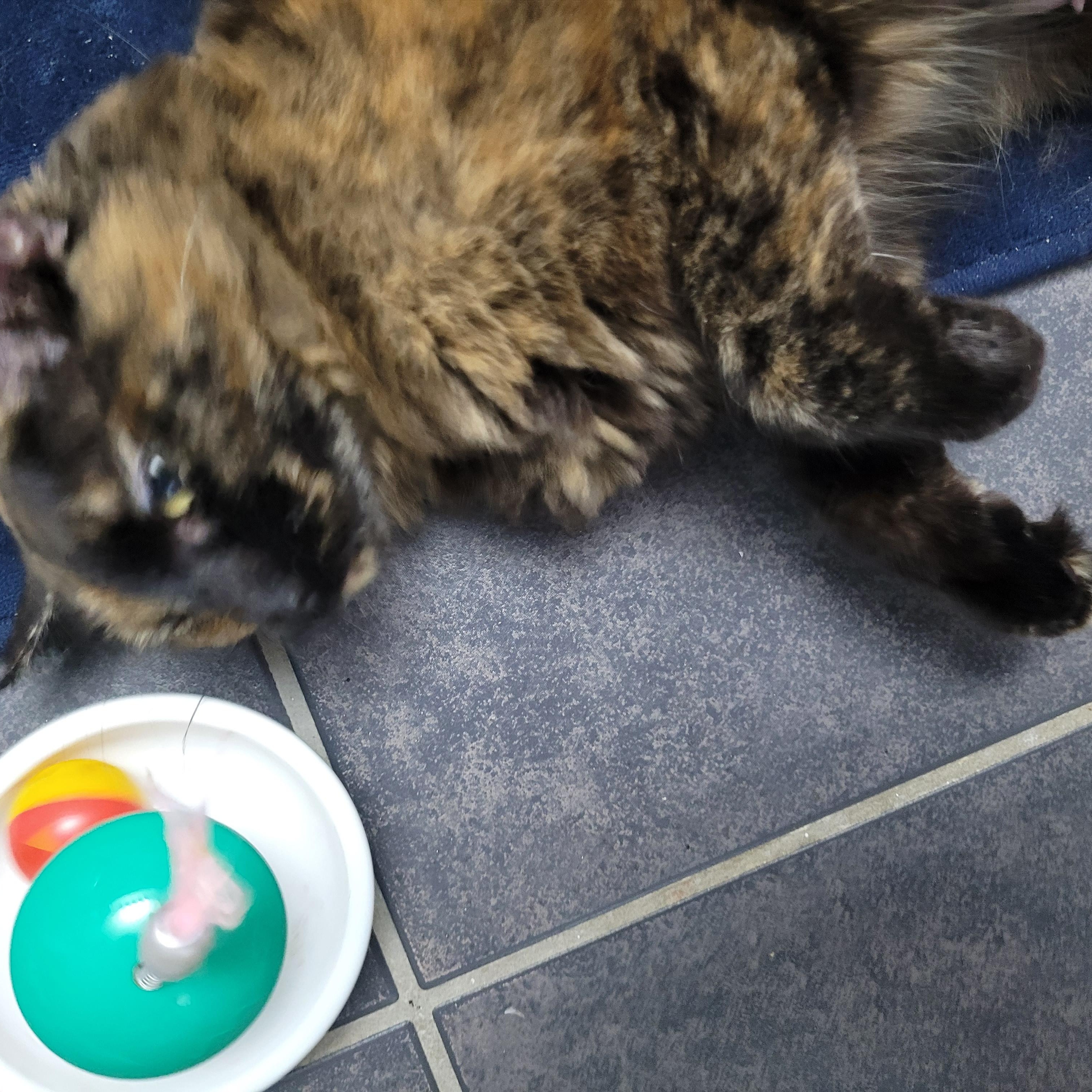 Enlarge Gina (f) Tortoiseshell 9mths old, an adopted Tortoiseshell in Ottawa, ON image 4/6