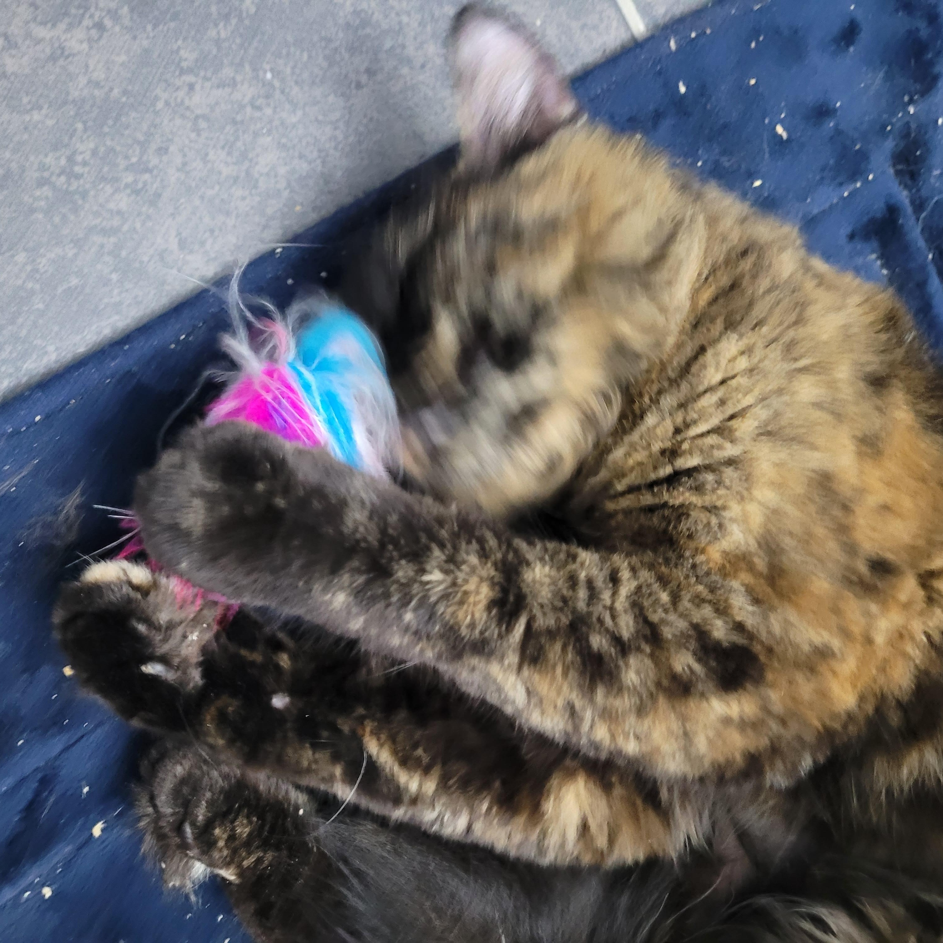 Enlarge Gina (f) Tortoiseshell 9mths old, an adopted Tortoiseshell in Ottawa, ON image 6/6