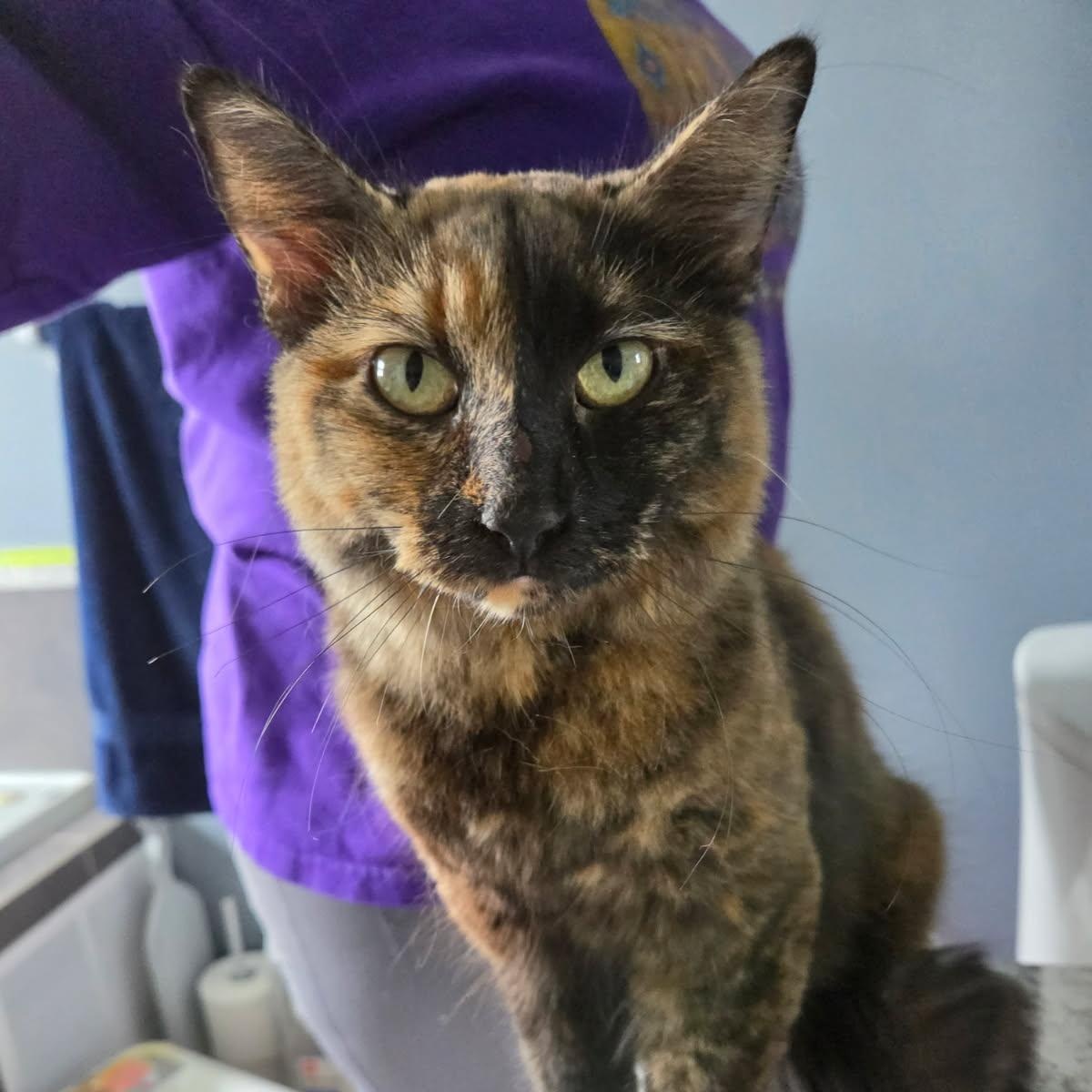 Gina (f) Tortoiseshell 9mths old, adopted, Young Female Tortoiseshell.