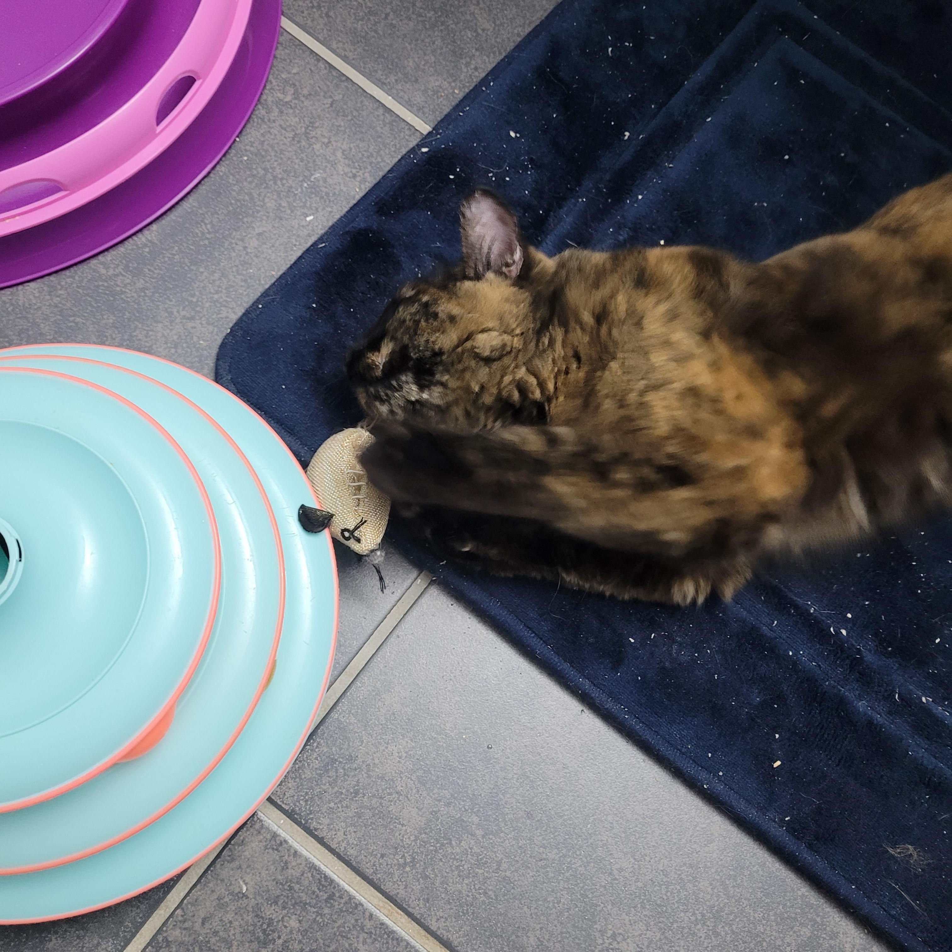 Enlarge Gina (f) Tortoiseshell 9mths old, an adopted Tortoiseshell in Ottawa, ON image 5/6