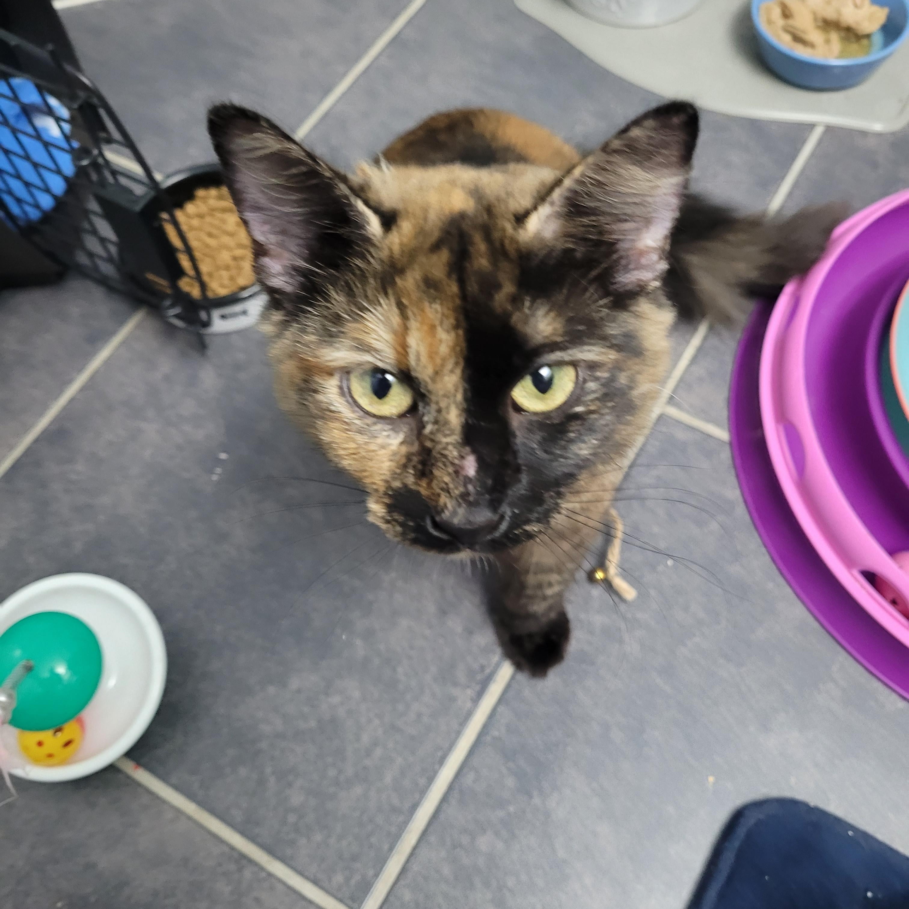 Enlarge Gina (f) Tortoiseshell 9mths old, an adopted Tortoiseshell in Ottawa, ON image 2/6