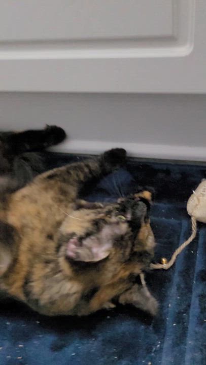 Enlarge Gina (f) Tortoiseshell 9mths old, an adopted Tortoiseshell in Ottawa, ON video 3/6