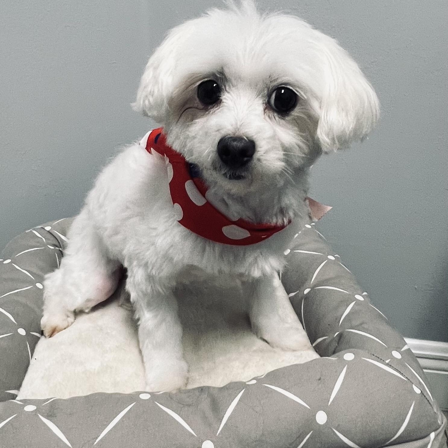 Enlarge Madison, a Adoptable Maltese in Fort Myers, FL image 6/6