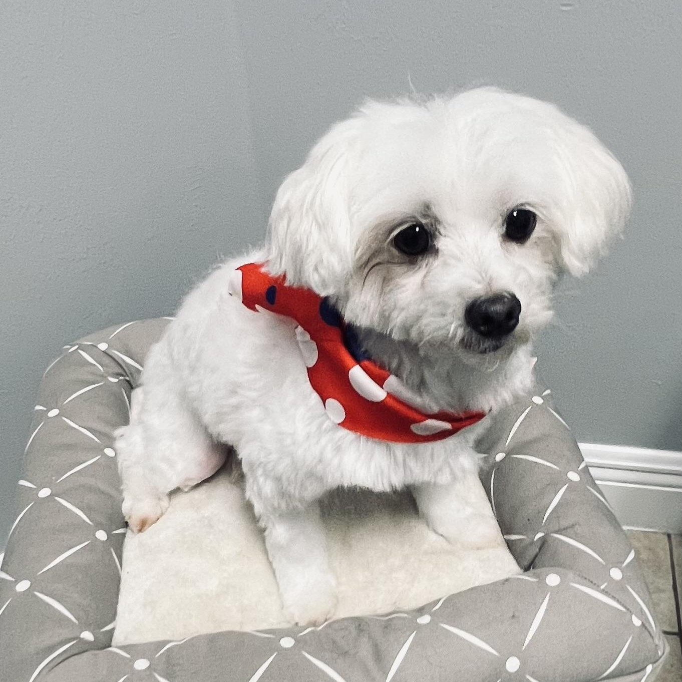 Enlarge Madison, a Adoptable Maltese in Fort Myers, FL image 5/6