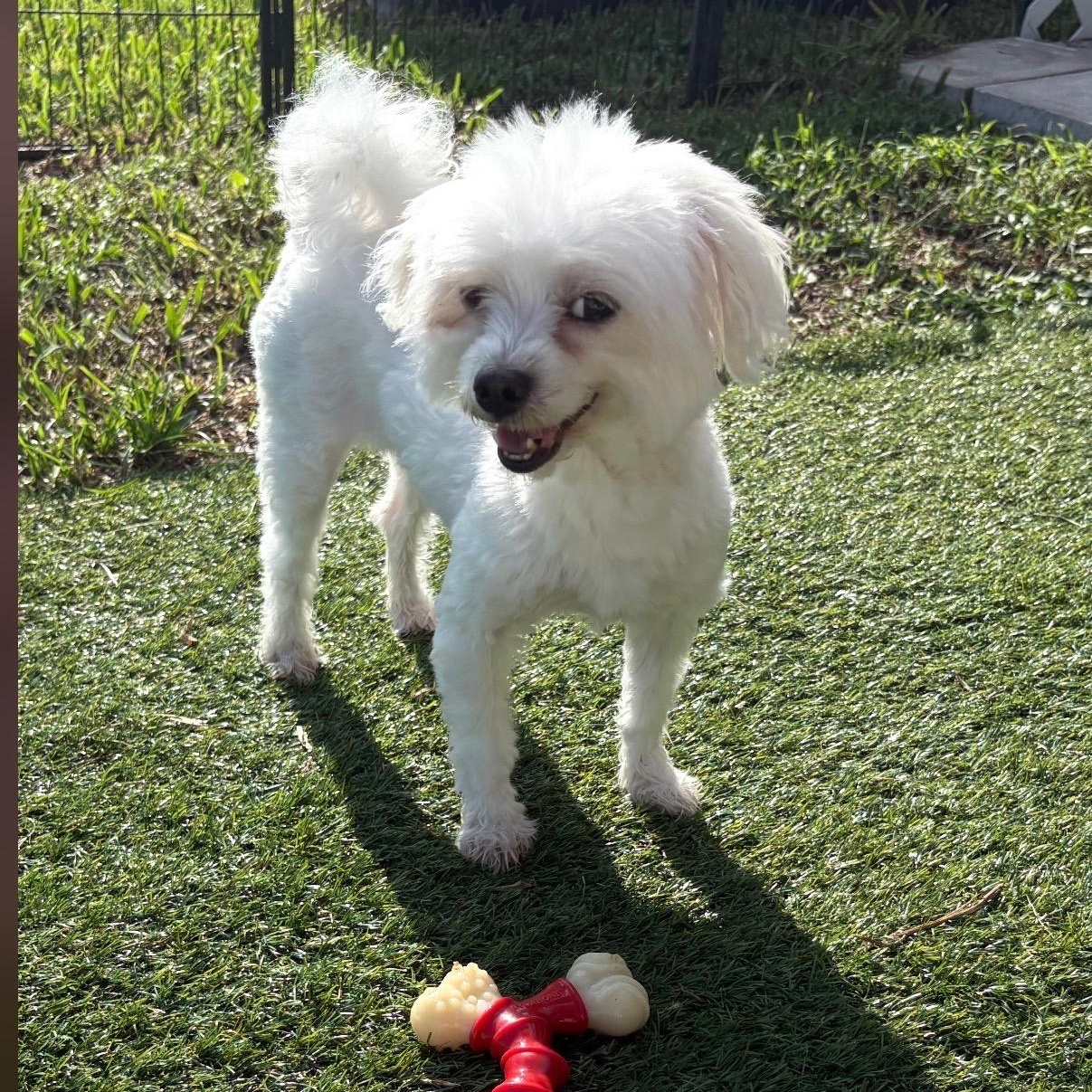 Enlarge Madison, a Adoptable Maltese in Fort Myers, FL image 2/6