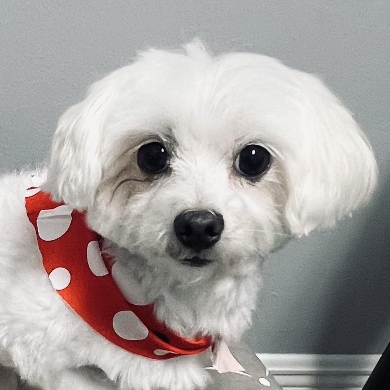 Enlarge Madison, a Adoptable Maltese in Fort Myers, FL image 1/6