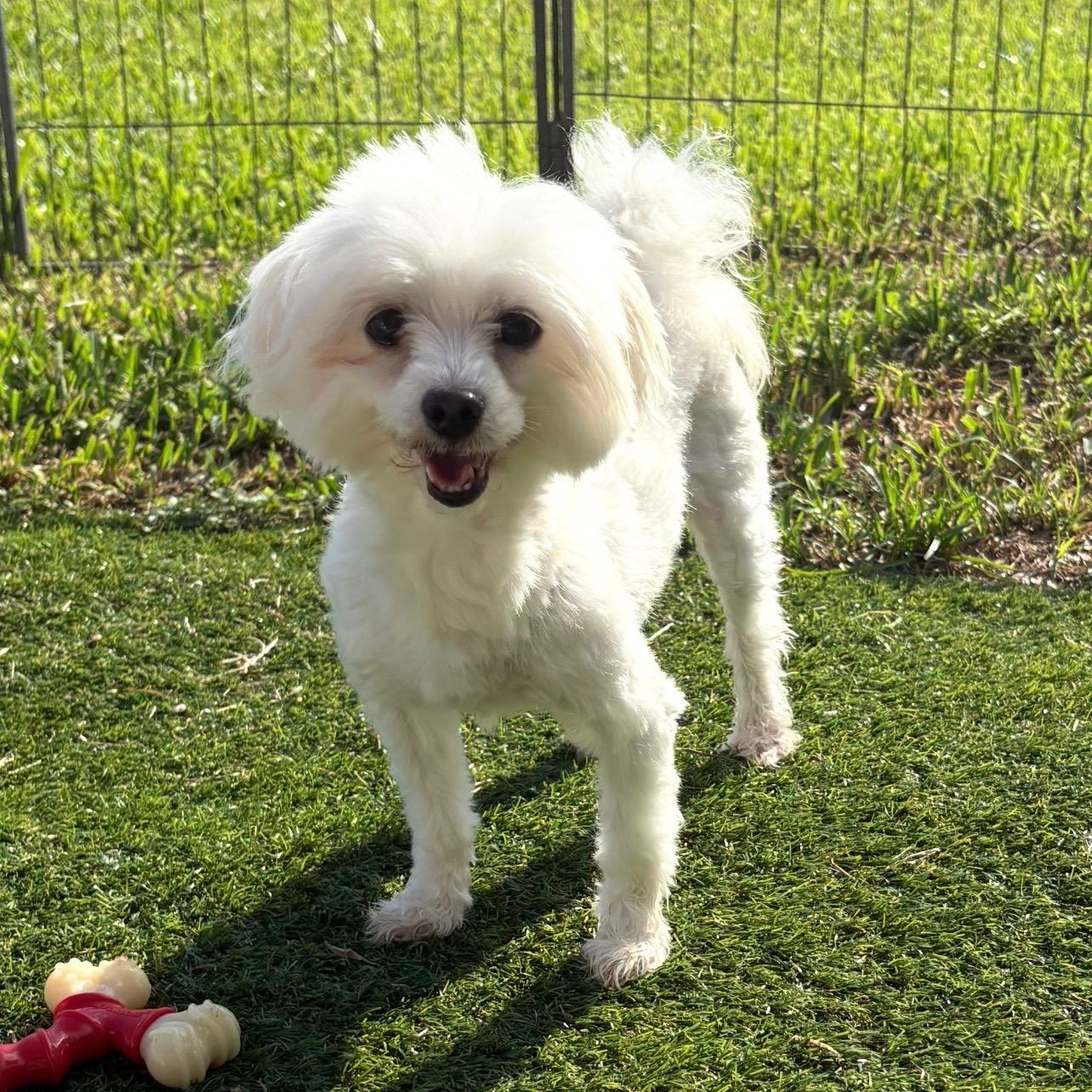 Enlarge Madison, a Adoptable Maltese in Fort Myers, FL image 4/6