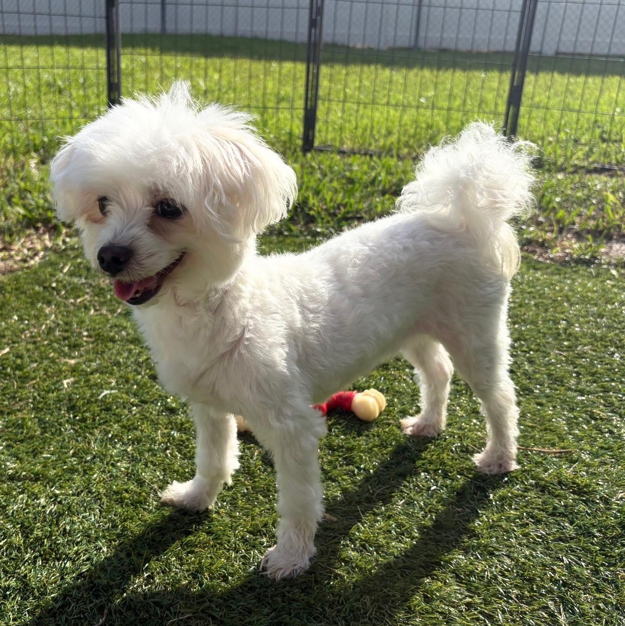 Enlarge Madison, a Adoptable Maltese in Fort Myers, FL image 3/6