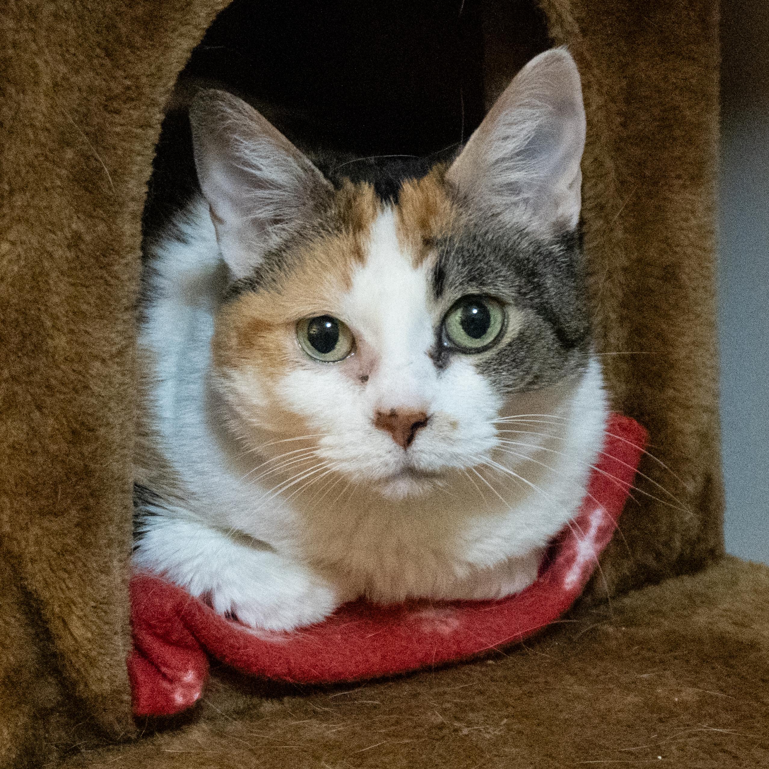 CASSIE, Adoptable, Senior Female Calico.