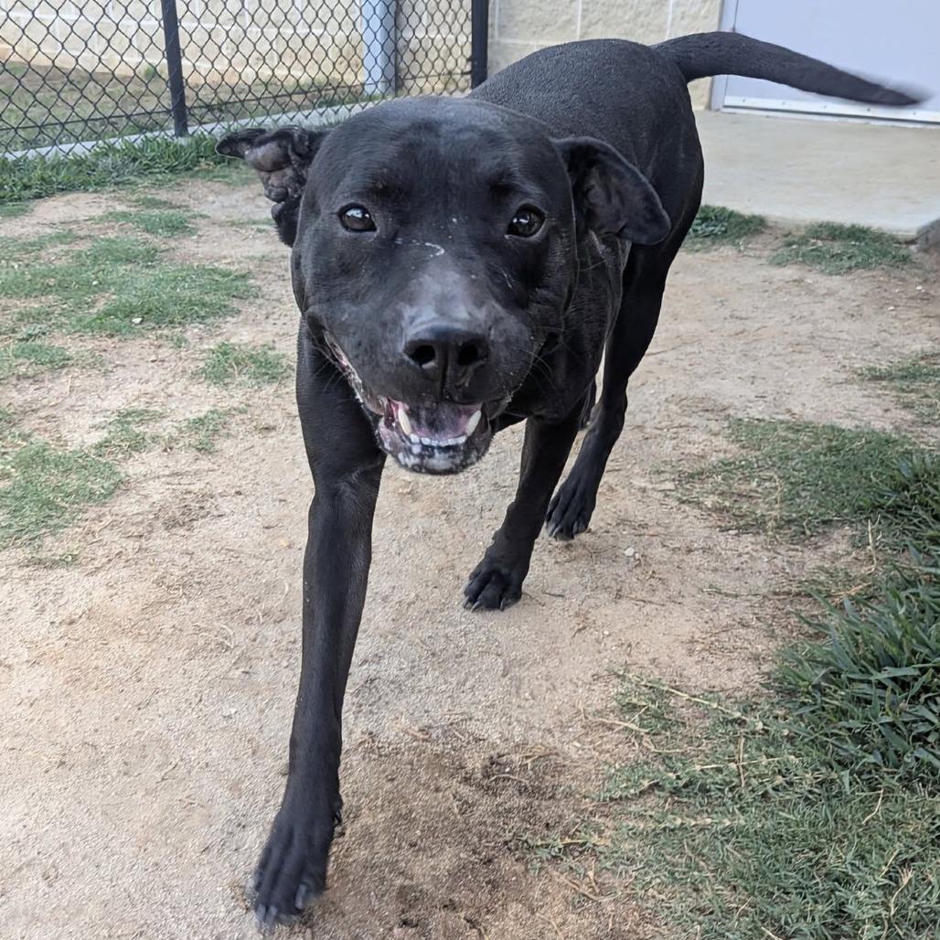 VIVIAN  Available NOW - ADOPTION or RESCUE!, Adoptable, Adult Female Mixed Breed.