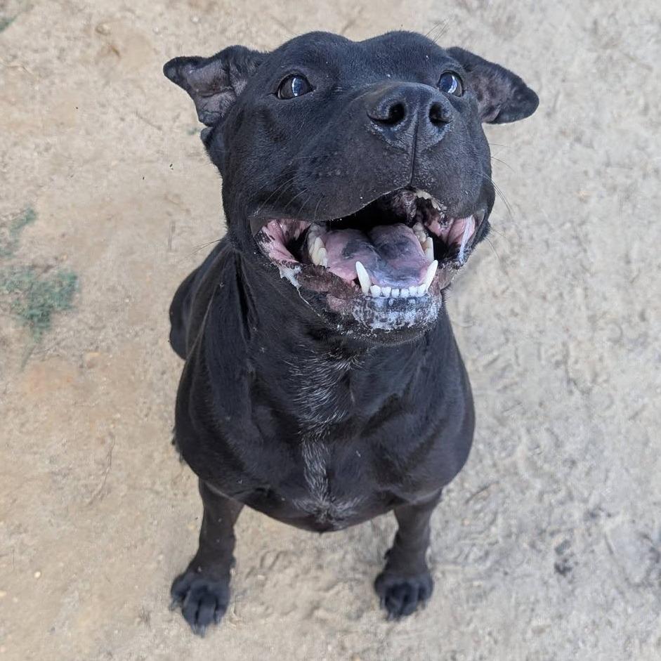 Enlarge VIVIAN  Available NOW - ADOPTION or RESCUE!, a Adoptable Mixed Breed in Nashville, NC image 2/5