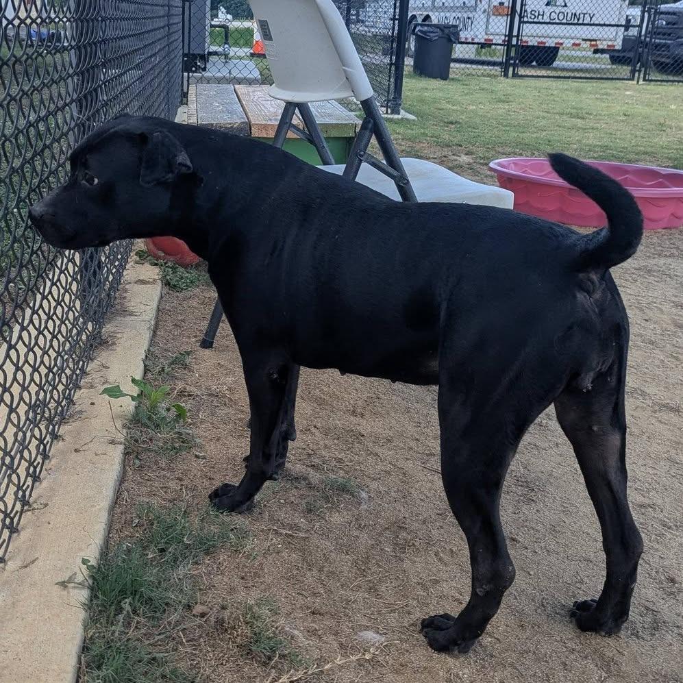 Enlarge VIVIAN  Available NOW - ADOPTION or RESCUE!, a Adoptable Mixed Breed in Nashville, NC image 3/5