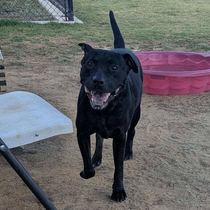Enlarge VIVIAN  Available NOW - ADOPTION or RESCUE!, a Adoptable Mixed Breed in Nashville, NC image 4/5