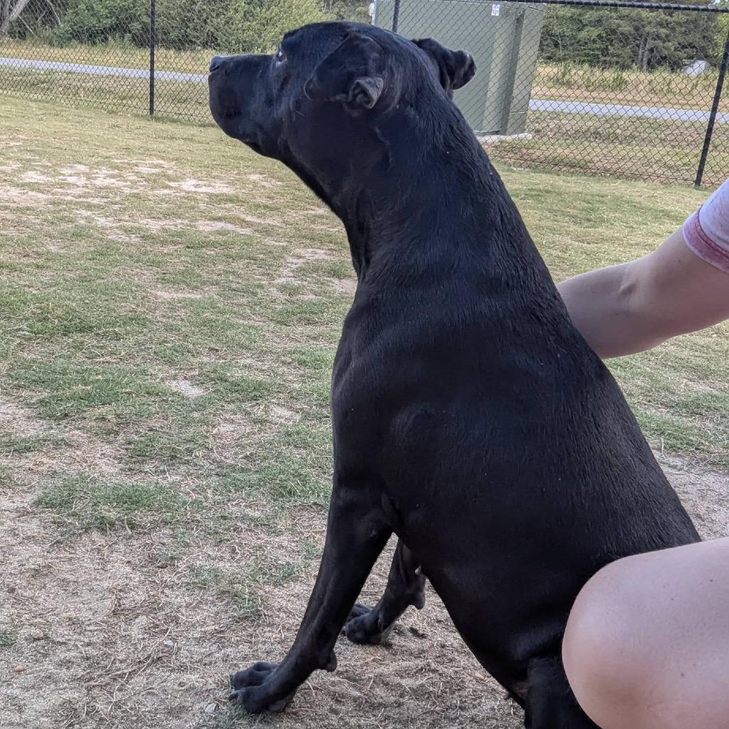 Enlarge VIVIAN  Available NOW - ADOPTION or RESCUE!, a Adoptable Mixed Breed in Nashville, NC image 5/5