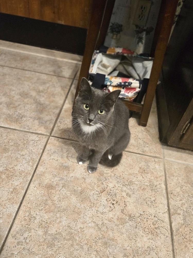 Avery, Adoptable, Young Female Domestic Short Hair.