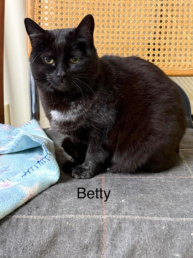 Betty, Adoptable, Adult Female Domestic Short Hair.