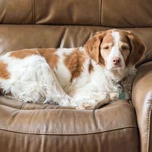 Enlarge LIBBY   /320042560   MO, an adopted Brittany Spaniel in Sugar Grove, IL image 2/3