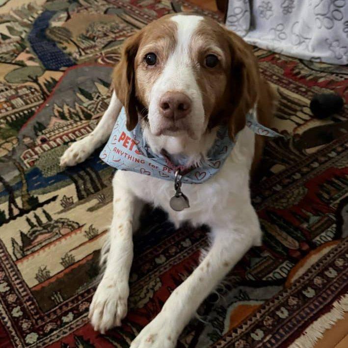 LIBBY   /320042560   MO, adopted, Senior Female Brittany Spaniel.