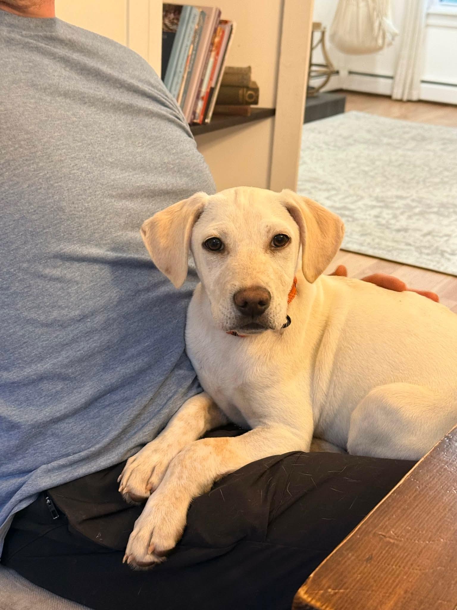 Pluto, Adoptable, Puppy Male Labrador Retriever.