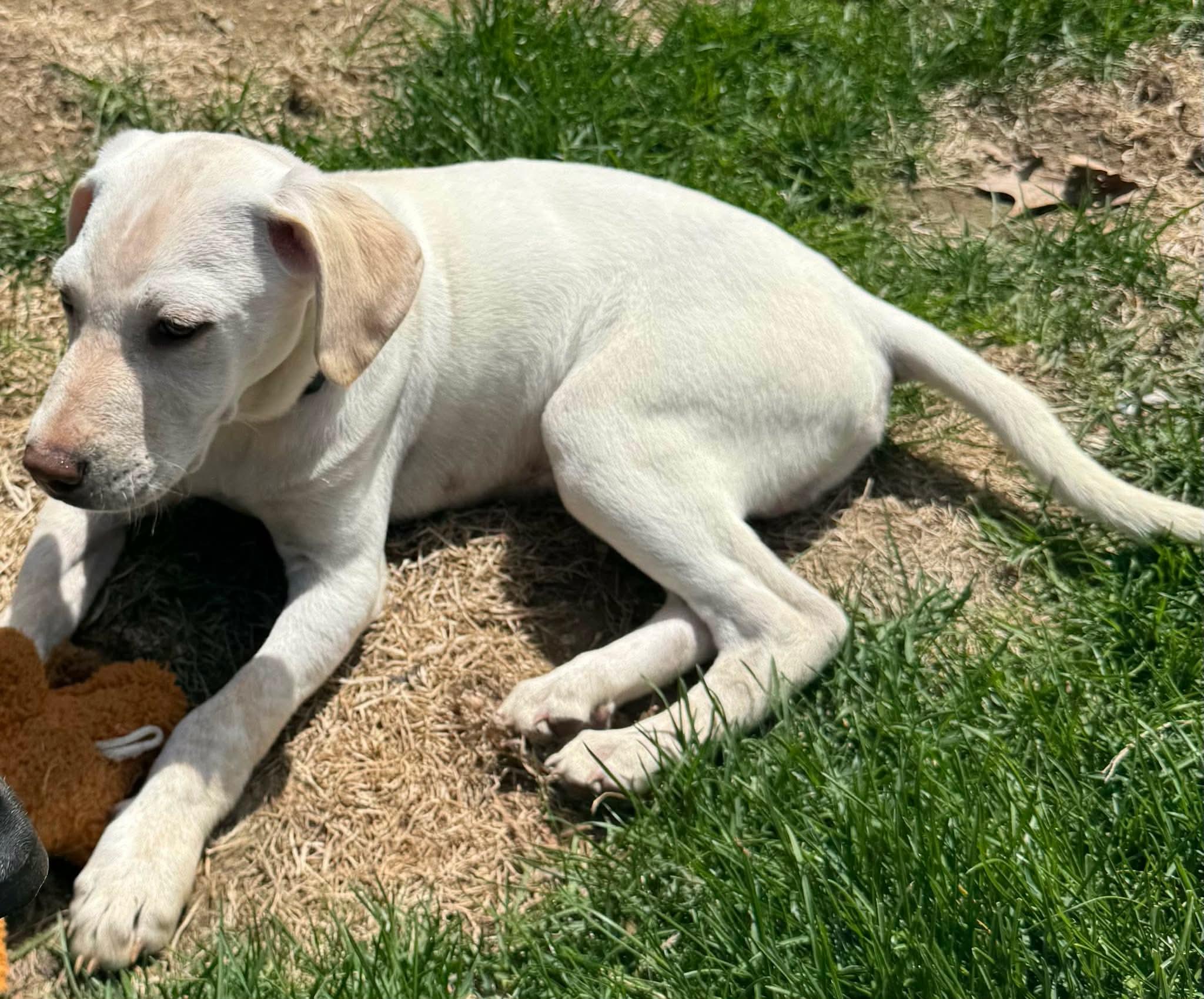 Enlarge Pluto, a Adoptable mixed breed in Acushnet , MA image 3/5
