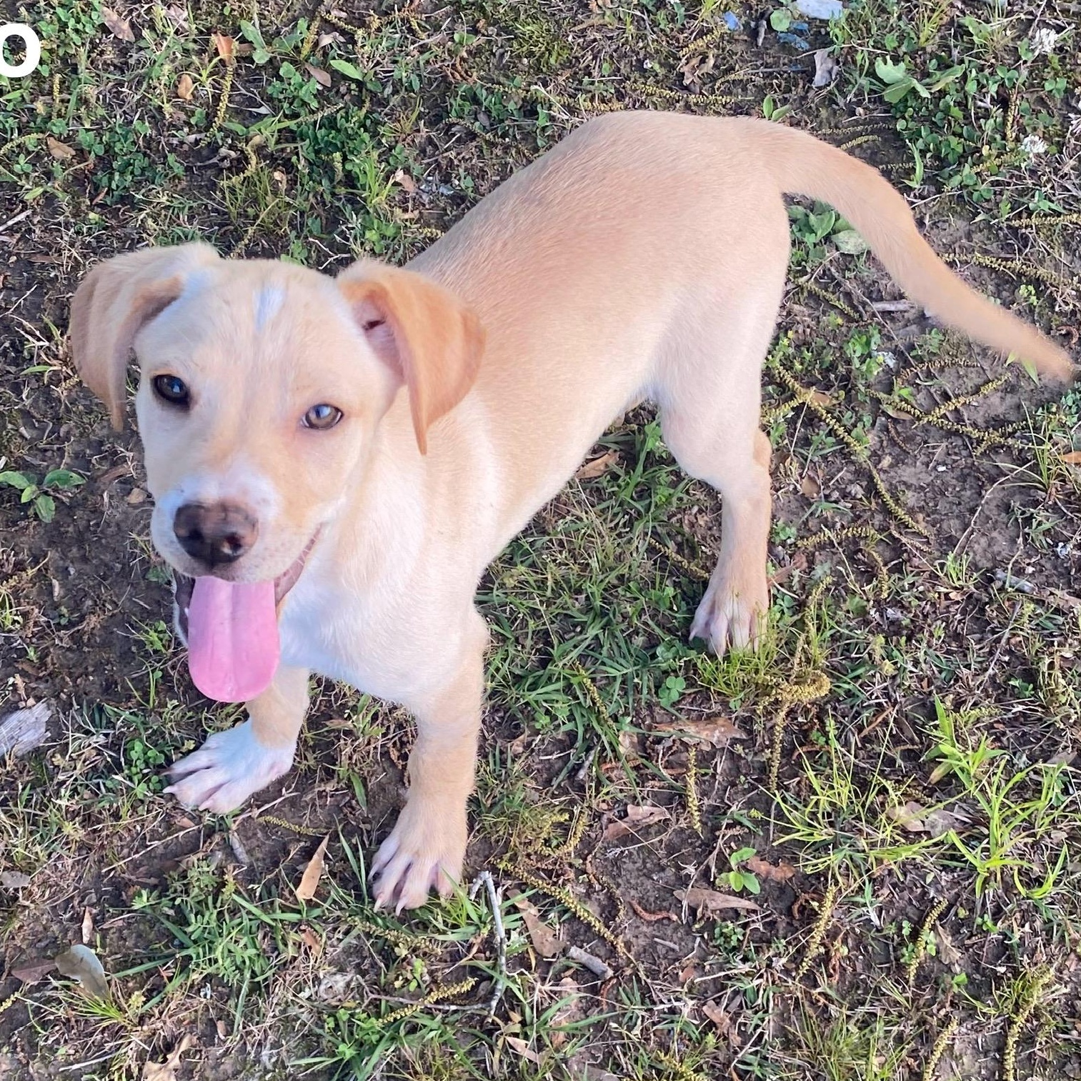 Enlarge Pluto, a Adoptable mixed breed in Acushnet , MA image 2/5
